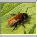 Andrena fulva - Rotpelzige Sandbiene w05.jpg